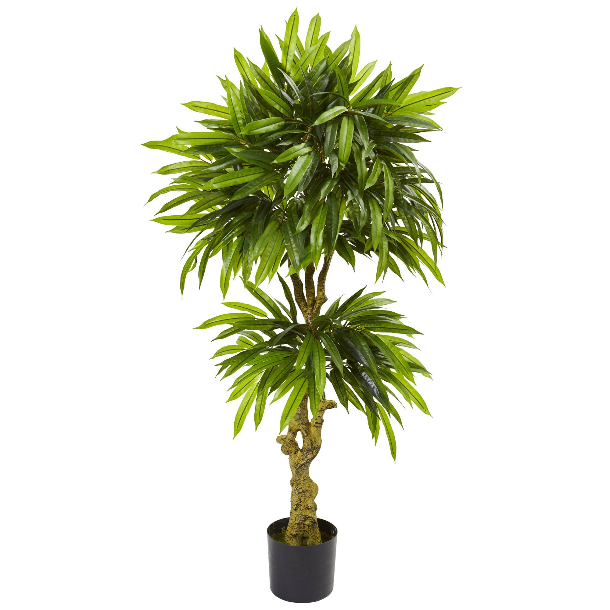 4.5ft. Potted Mango Tree